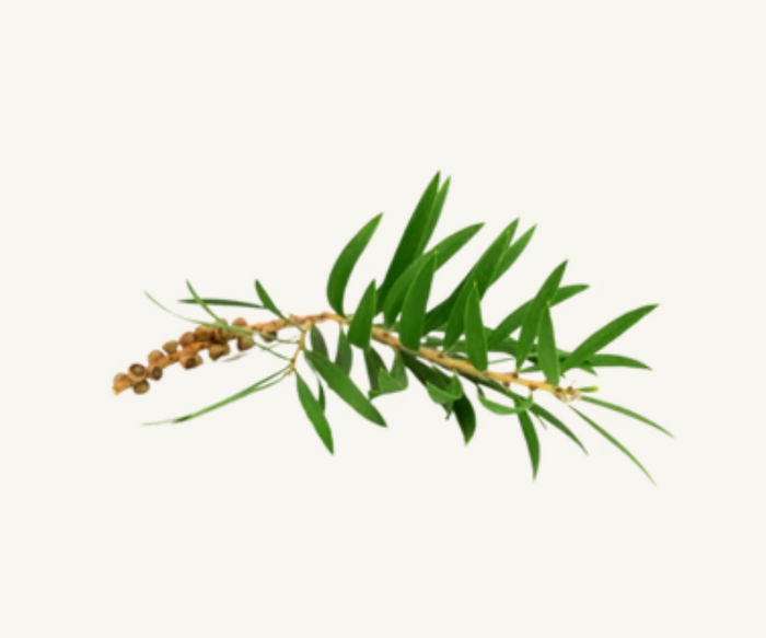 Aceite de árbol de té
