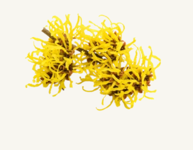 Hamamelis
